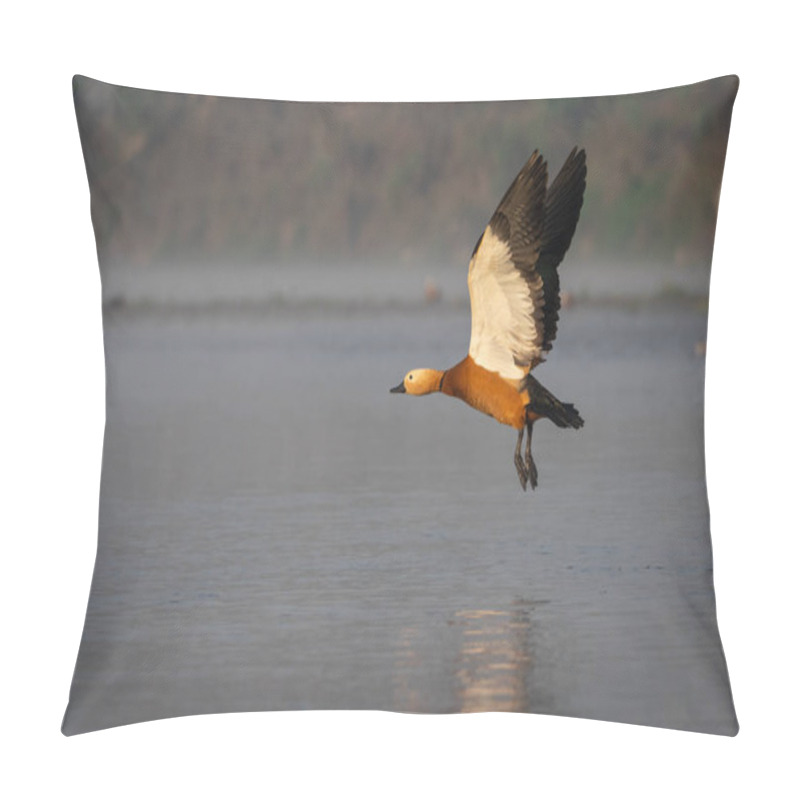 Personality  Ruddy Shelduck Or Tadorna Ferruginea Flying Over Water Pillow Covers