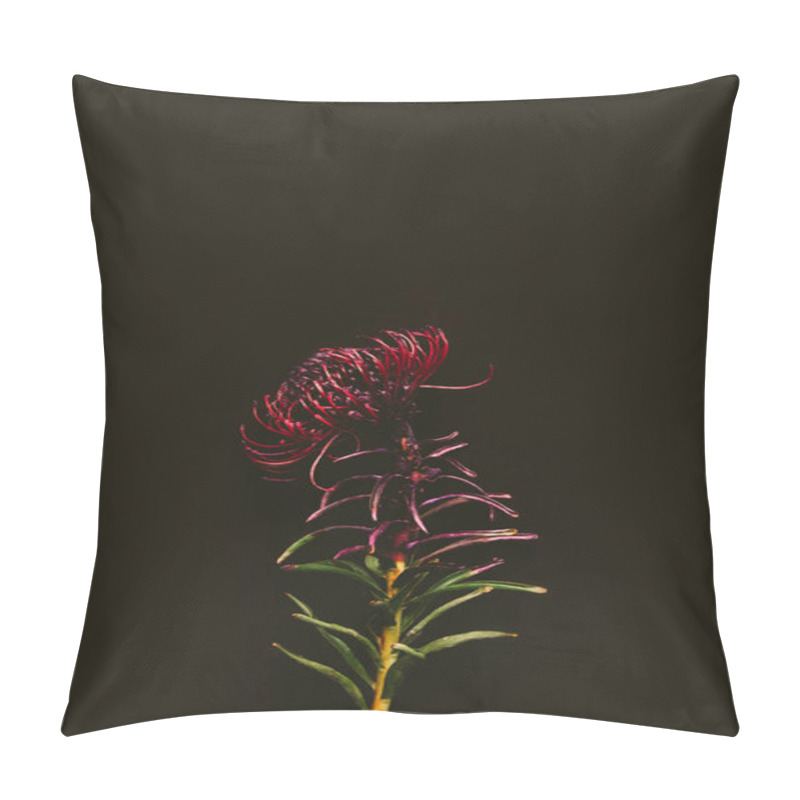 Personality  Close-up View Of Single Beautiful Maroon Flower Isolated On Black Pillow Covers