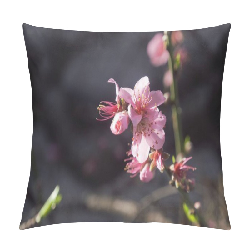 Personality  Showy Pink Peach Blossom In Full Bloom In A Garden On A Sunny Day Pillow Covers