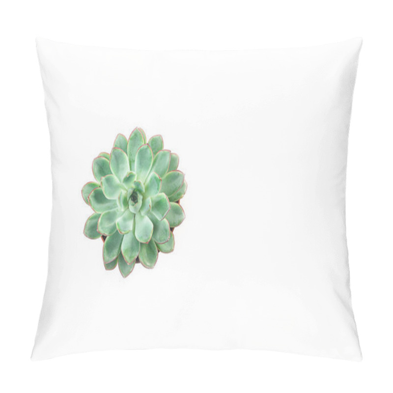 Personality  Close Up Of Beautiful Green Succulent Isolated On White Background. Flat Lay, Top View, Copy Space. Pillow Covers