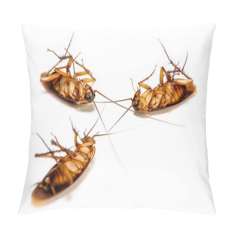 Personality  Close Up Group Cockroach Dead On White Background Pillow Covers