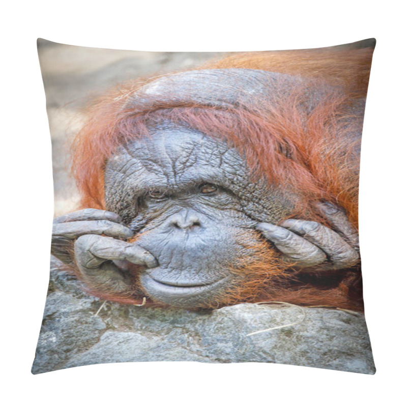 Personality  Bornean Orangutan (Pongo Pygmaeus) Close-up Portrait On Background Pillow Covers