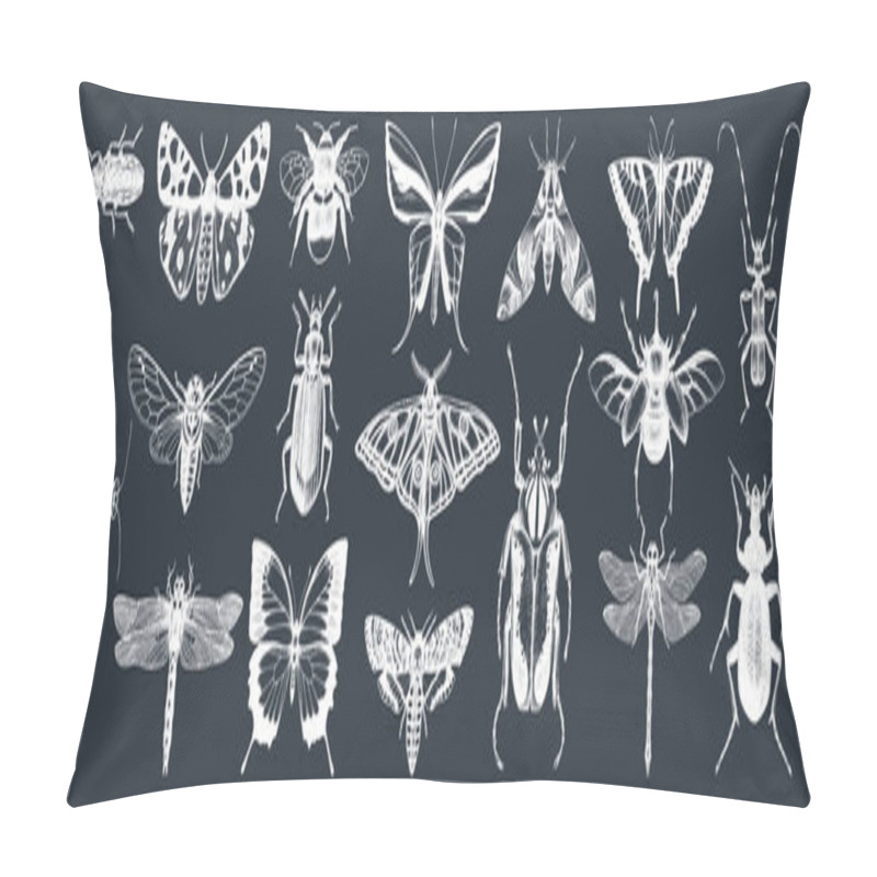 Personality  Hand-sketched Insects Collection On Chalkboard. Hand Drawn Beetles, Bugs, Butterflies, Dragonfly, Cicada, Moths, Bee Set In Vintage Style. Entomological Vector Drawings Pillow Covers