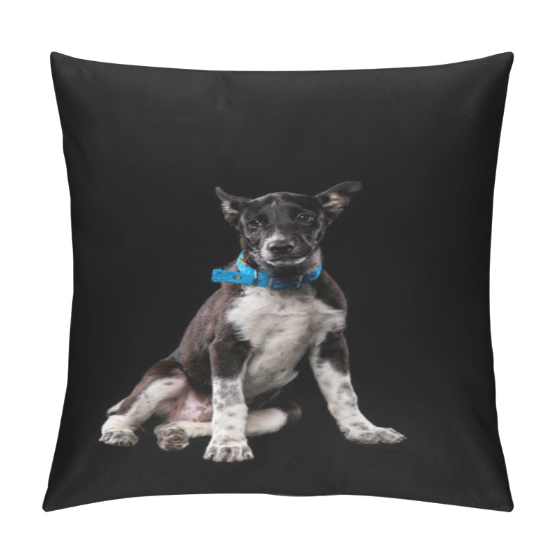 Personality  Mongrel Dark Dog In Collar Isolated On Black Pillow Covers