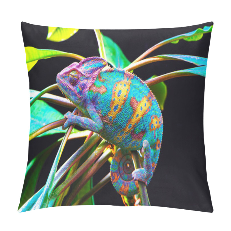 Personality  Yemen Chameleon Isolated On Black Background Pillow Covers