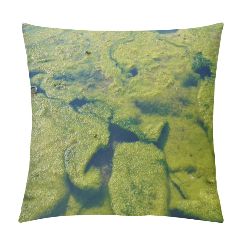 Personality  Dense Algae Bloom On Sea Water Surface Isolated On Horizontal Full Frame Background. Pillow Covers