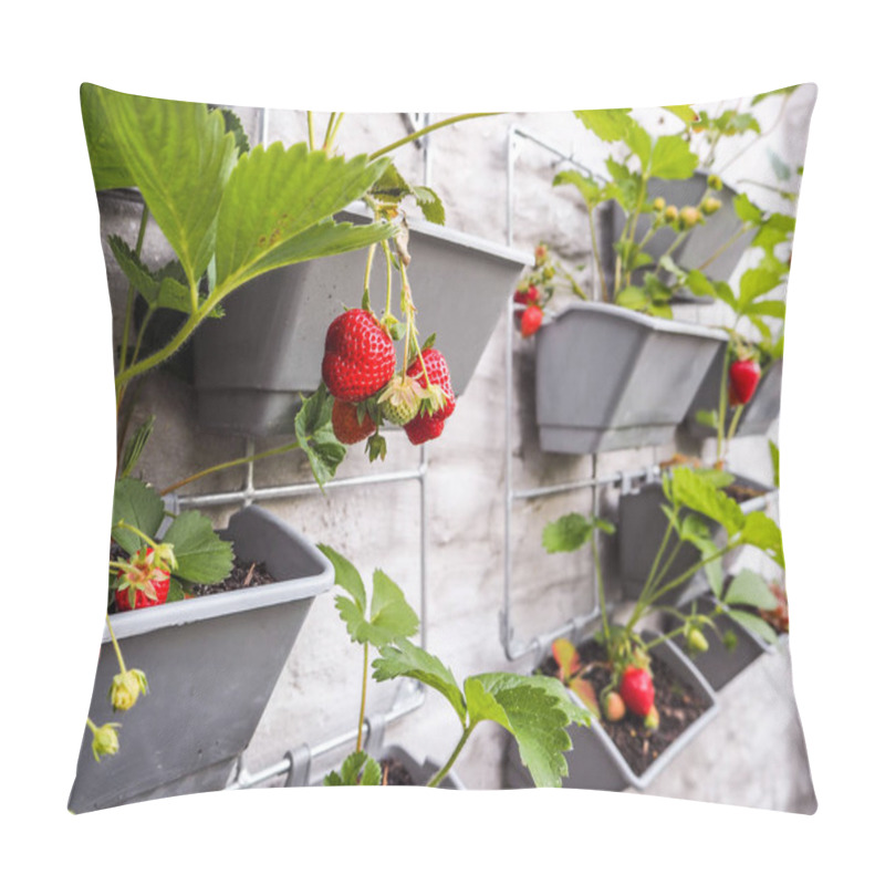 Personality  Ripe And Unripe Strawberries Hanging From Rows Of Strawberry Plants In A Vertical Garden On A Sunny Wall In A Small Patio Pillow Covers