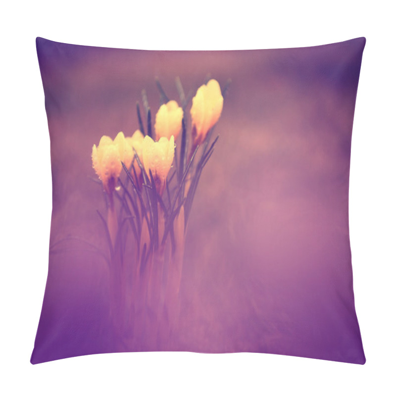 Personality  Photo Of Beautiful Crocus Flower Pillow Covers