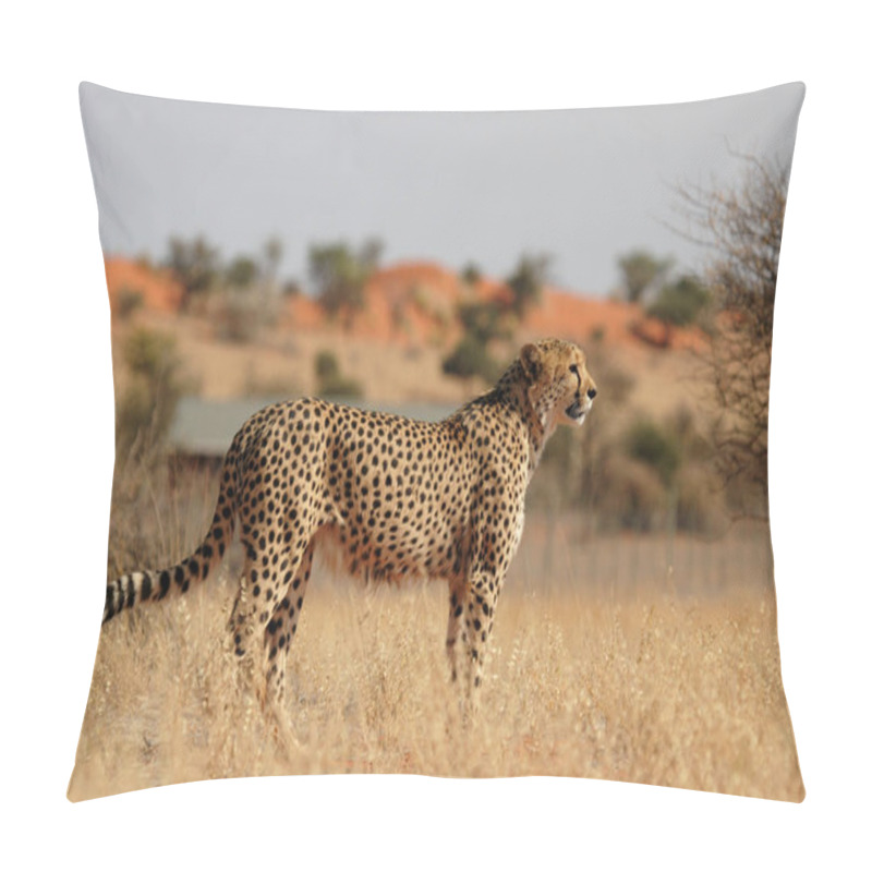 Personality  Cheetah In The Kalahari, Namibia Pillow Covers