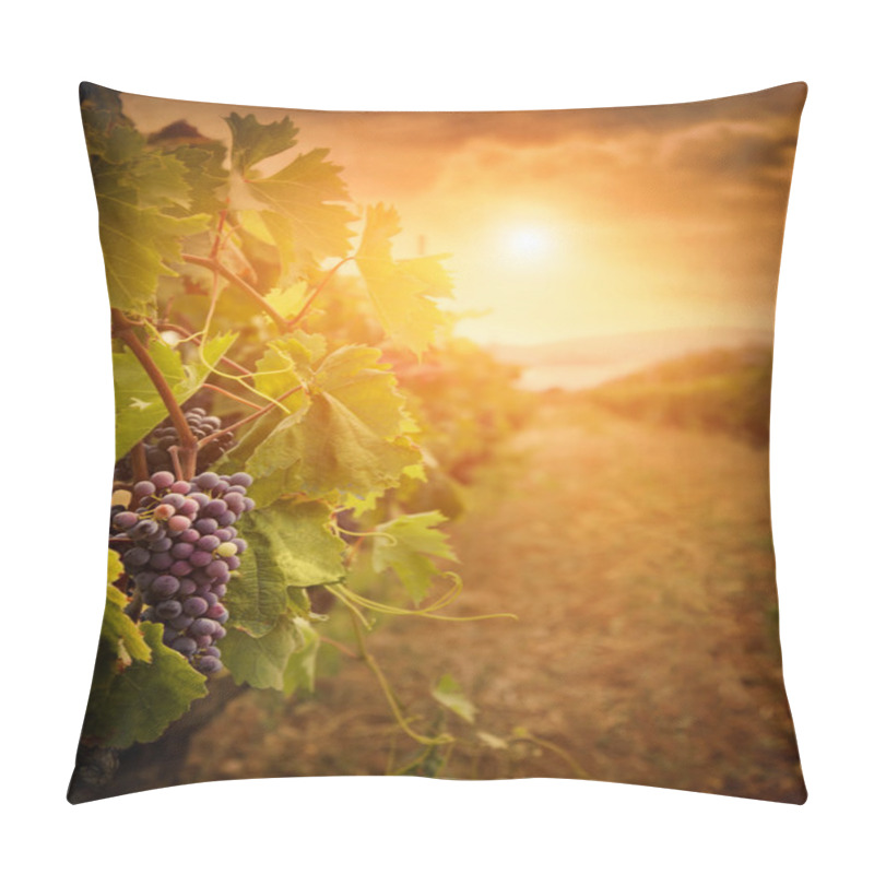 Personality  Vineyard In Autumn Harvest Pillow Covers