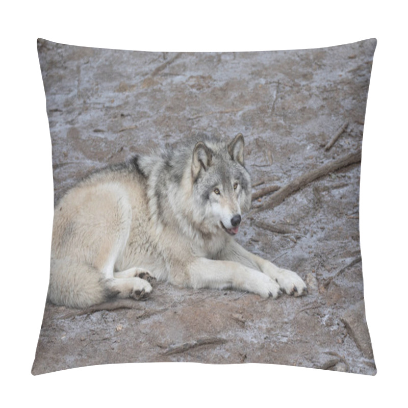 Personality  A Lone Timber Wolf Or Grey Wolf Canis Lupus Resting On A Rocky Cliff In Winter In Canada Pillow Covers