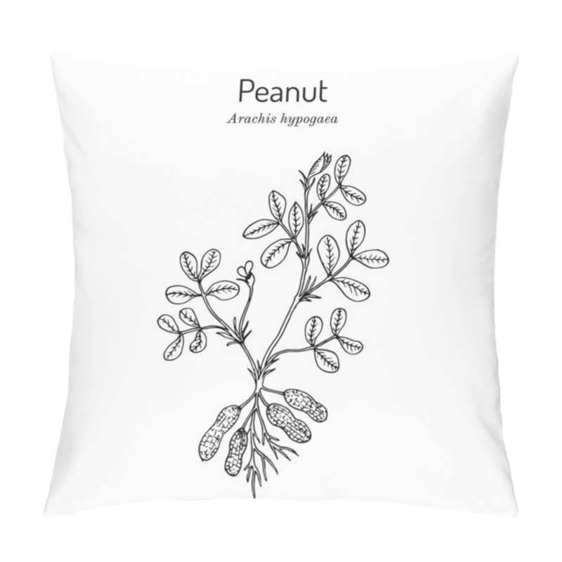 Personality  Peanut, Or Groundnut Arachis Hypogaea . Pillow Covers