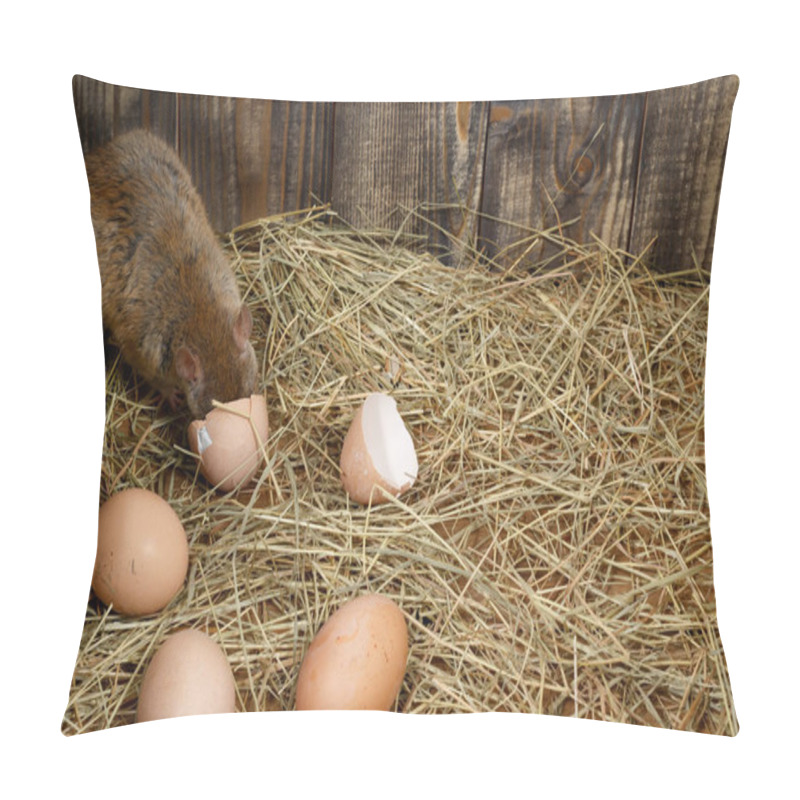 Personality  Close-up The Young Rat (Rattus Norvegicus)  Eats Hen's Egg In The Chicken Coop. Top View.  Concept Of Rodent Control.  Pillow Covers