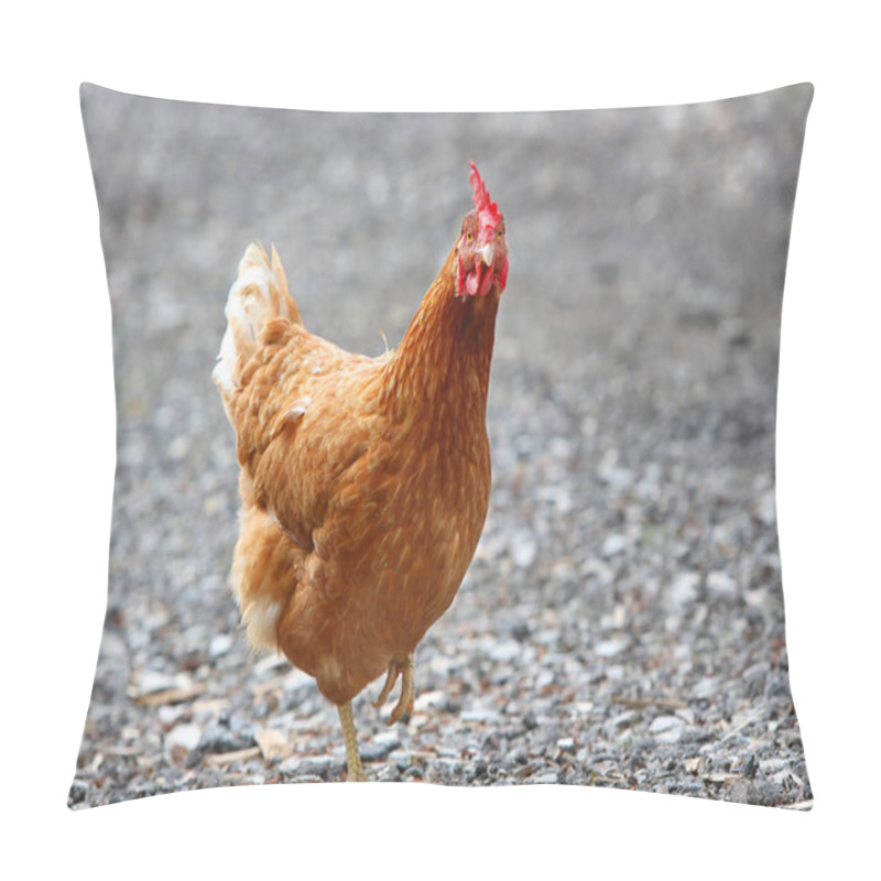 Personality  Brown Hen Looking For Food In The Farm Yard. Chickens. Free Range Cock And Hens Pillow Covers