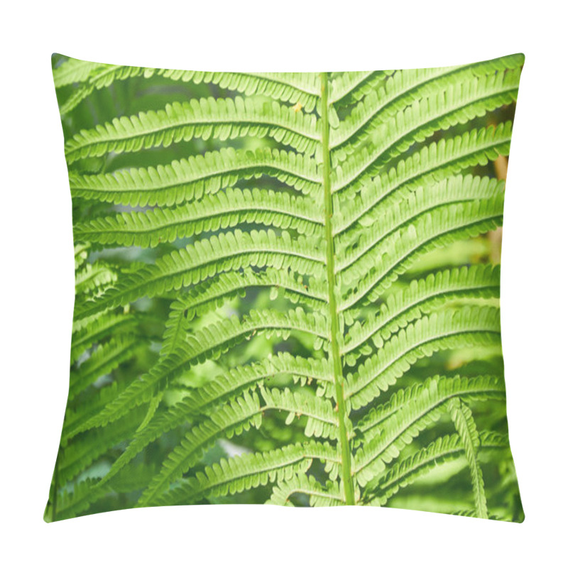 Personality  Beautiful Fern Leaves, Natural Leafy Natural Fern Background In Sunlight. Pillow Covers