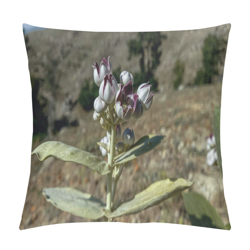 Personality  Calotropis Procera Sapling Plant, Apple Of Sodom, Aak, Madar, Or Giant Milkweed Plants And Flowers In A Hilly Or Mountain Area Pillow Covers