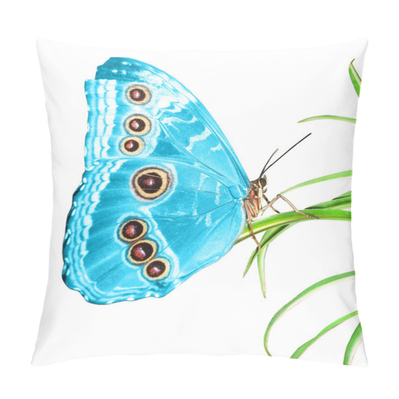 Personality  Beautiful Butterfly On A Green Leaf Pillow Covers