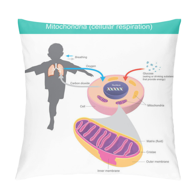 Personality  Mitochondria. Illustration Explain Human Body Received Glucose And Oxygen Such As Eating Or Drinking After That The Cell System Changes Glucose In A Fluid Matrix From Mitochondria To Energy Stored And Release Carbon Dioxide Gas Out Pillow Covers