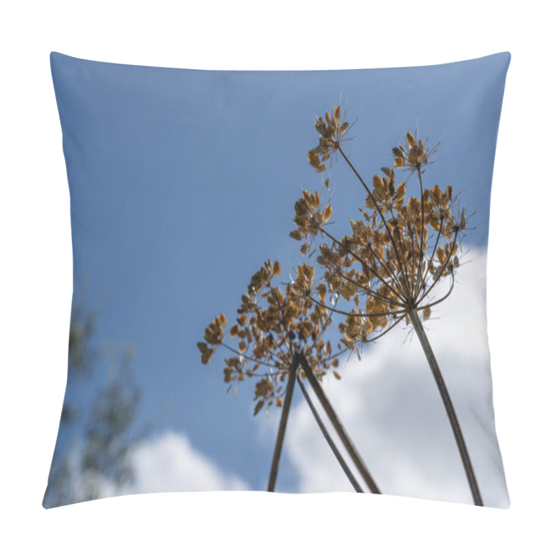 Personality  Dried Seed-head Of Hog-weed On Stem Against Blue Sky Growing Wild.dd Pillow Covers