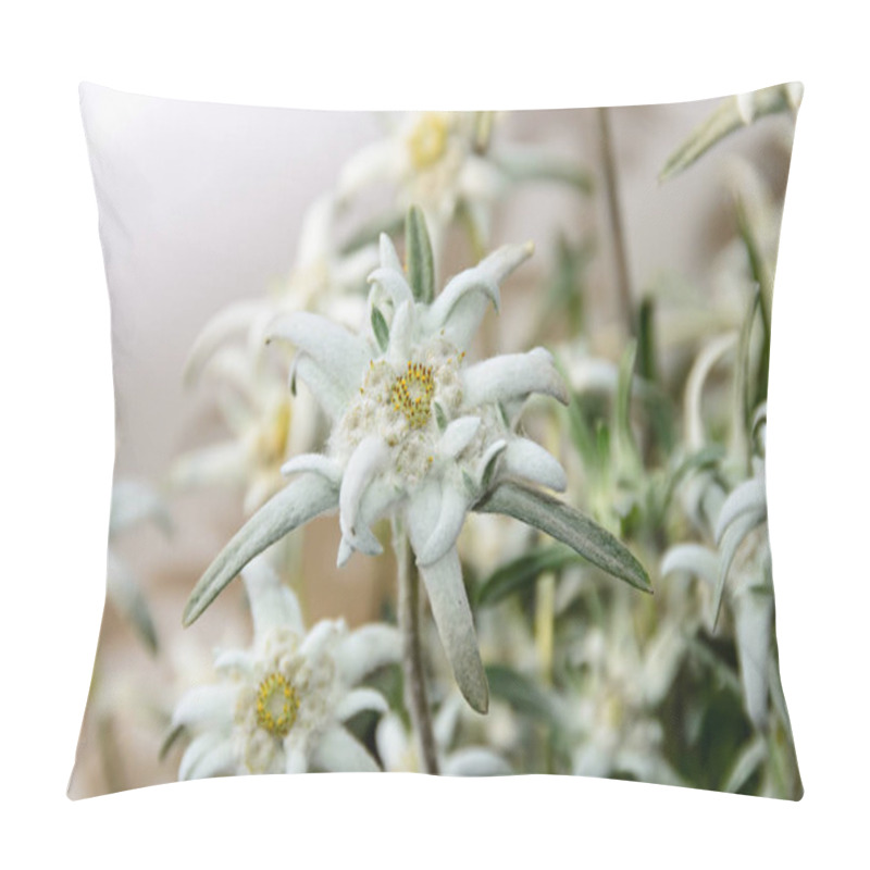 Personality  White Leontopodium Nivale, Edelweiss Mountain Flowers, Close Up Pillow Covers