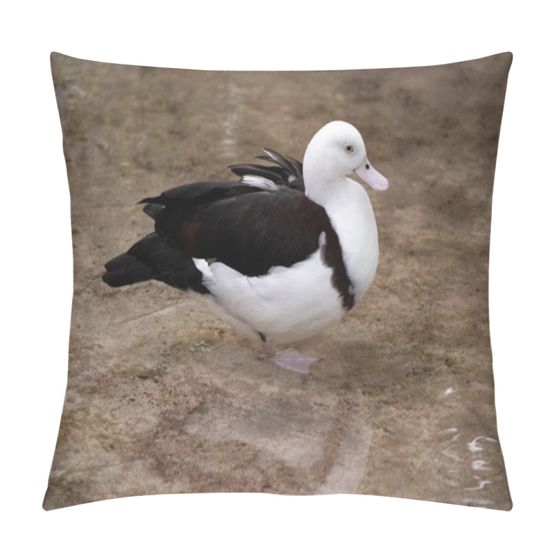 Personality  The Radjah Shelduck Is White With A Chestnut Band Across Its Chest. Its Wingtips, Back, Rump And Tail Are Black. It Has A White Eye With Pink Legs, Feet And Beak. Pillow Covers