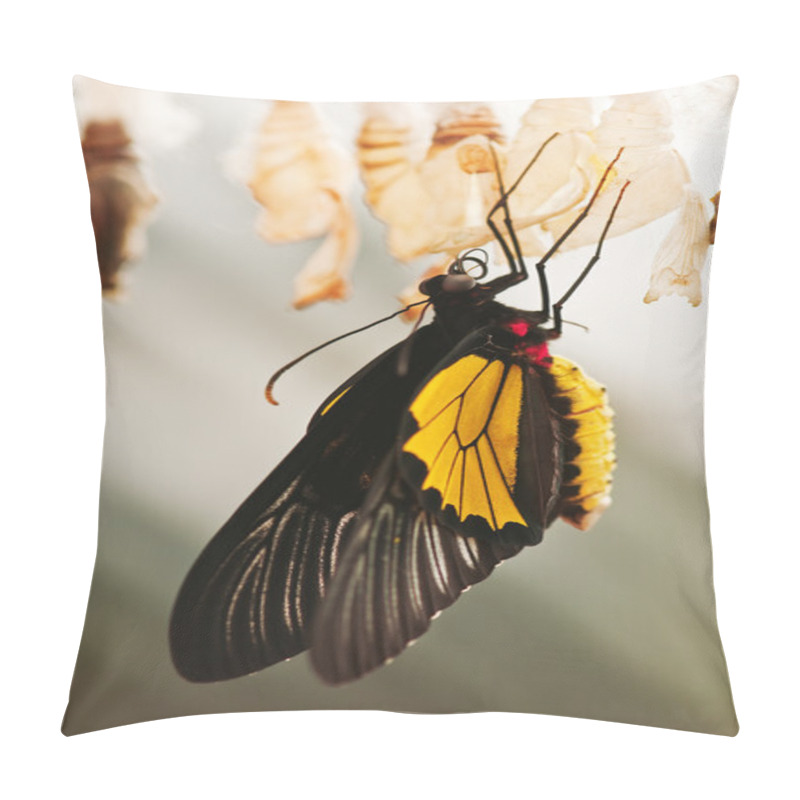 Personality  Butterfly Pillow Covers