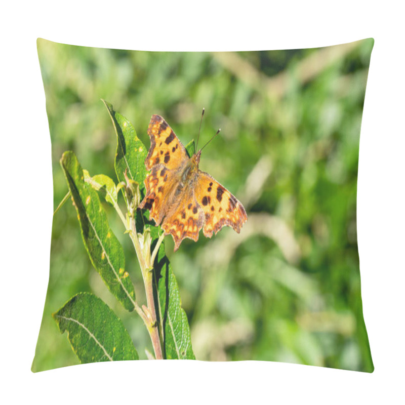 Personality  Comma Butterfly (Polygonia C-album) An Orange Brown Flying Insect In The Nymphalidae Family Resting With Open Wings On A Leaf In Spring, Stock Photo Image Pillow Covers