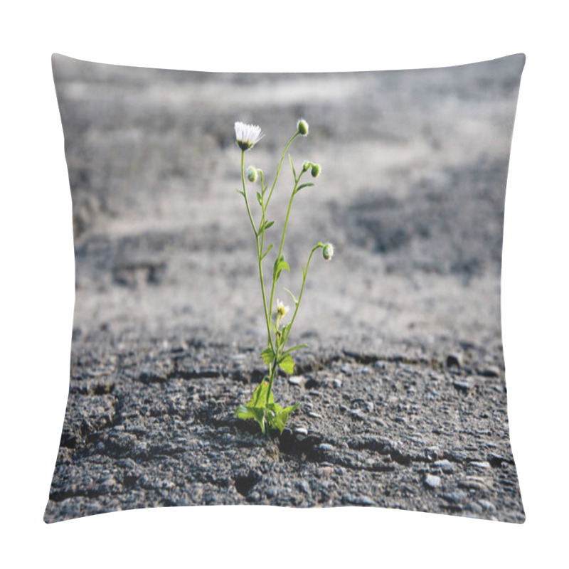 Personality  A Lonely Flower Makes Its Way Through The City Asphalt, Craving For The Sun And The Power Of Plant Life Pillow Covers