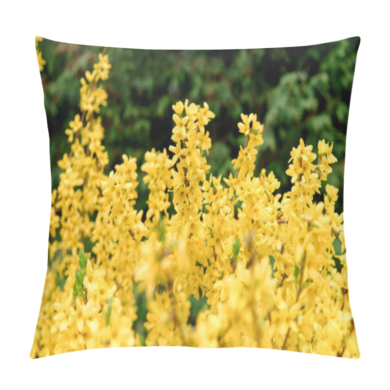 Personality  Yellow Forsythia Bush During Blossoming And Green Grassland In Spring Season Pillow Covers