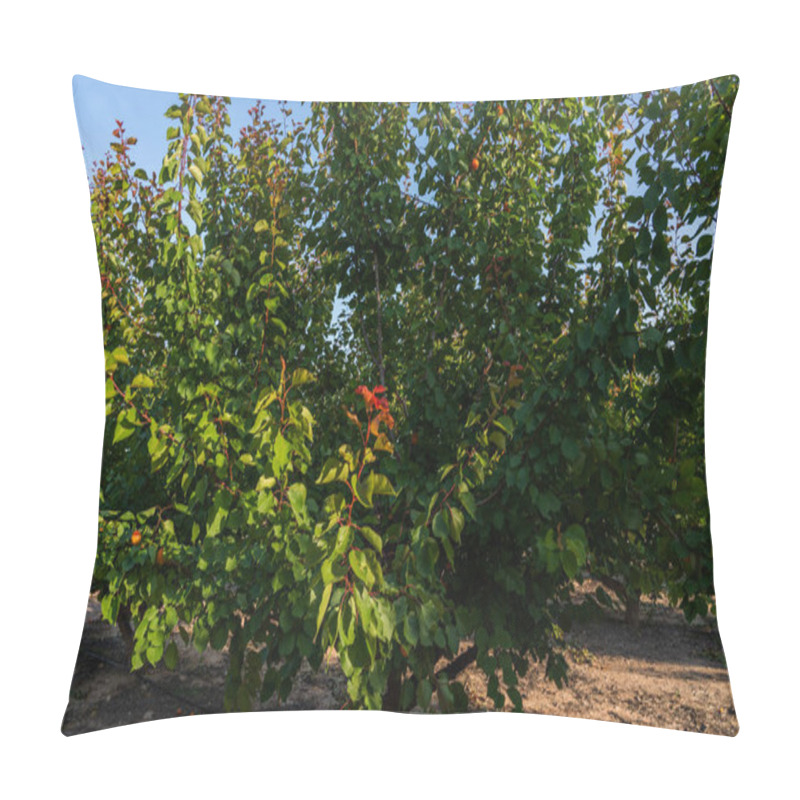 Personality  An Orchard Filled With Fruit Trees. The Branches Are Dense With Green Leaves, And Some Leaves Have Turned A Reddish Hue, Indicating The Transition Of Seasons. The Sun Is Shining Through The Foliage. Pillow Covers