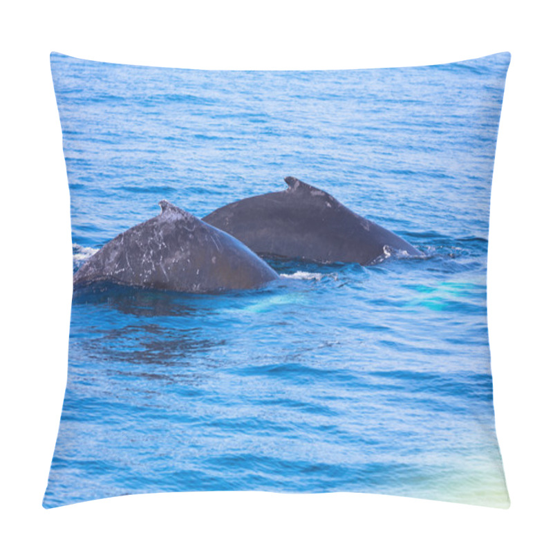 Personality  Whales, Cape Cod Pillow Covers