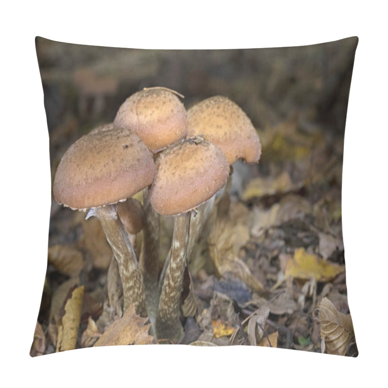 Personality  Armillaria Ostoyae (synonym Armillaria Solidipes) Is A Species Of Fungus, Pathogenic To Trees, In The Family Physalacriaceae. Pillow Covers