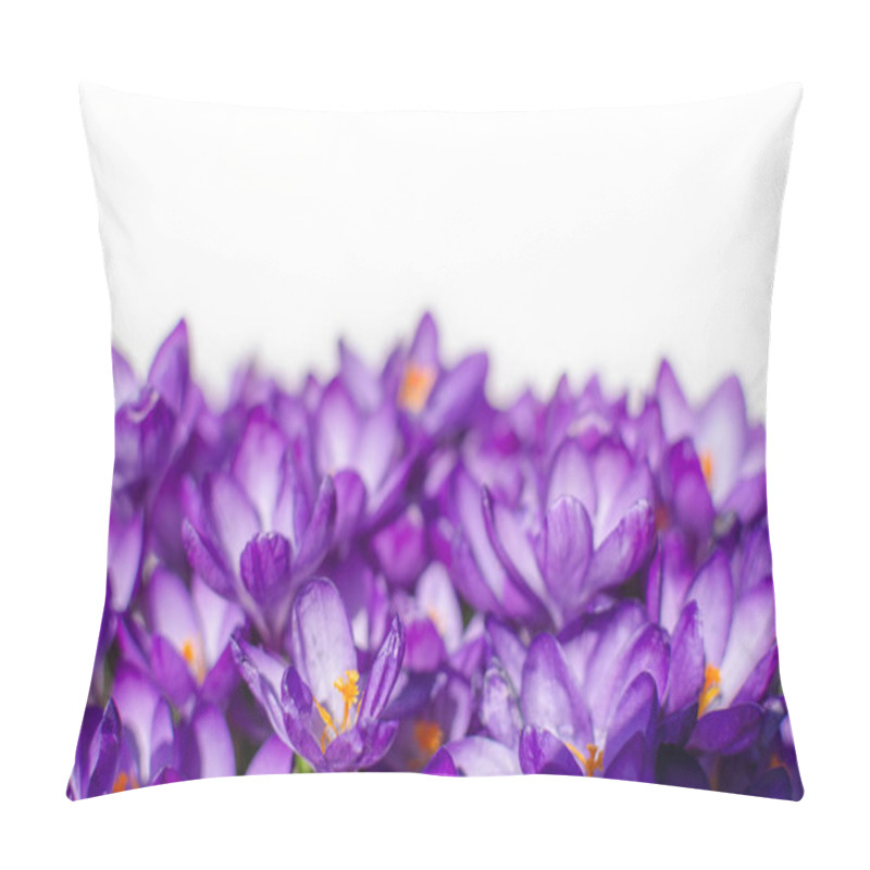 Personality  Crocus Flowers In Garden With Leaves Isolated On White Background, Spring Season Pillow Covers