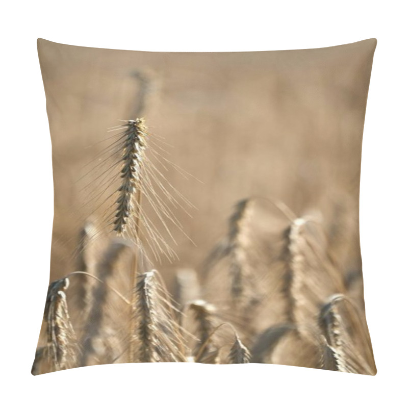 Personality  Golden Wheat Stalks Swaying Gently In The Breeze During Sunset. Pillow Covers