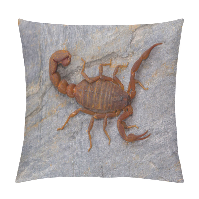 Personality  Fat Tailed Scorpion Hottentotta Rugiscutis From Satara District, Maharashtra, India Pillow Covers