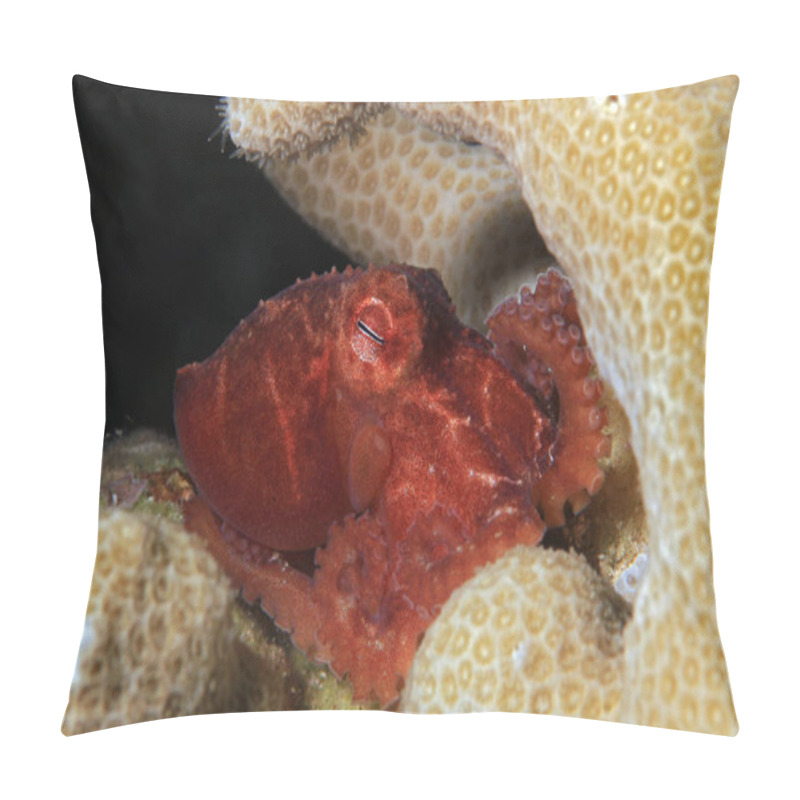 Personality  Star-sucker Pygmy Octopus (aka Wolfs Pygmy Octopus - Octopus Wolfi) In A Coral. Moalboal, Philippines Pillow Covers