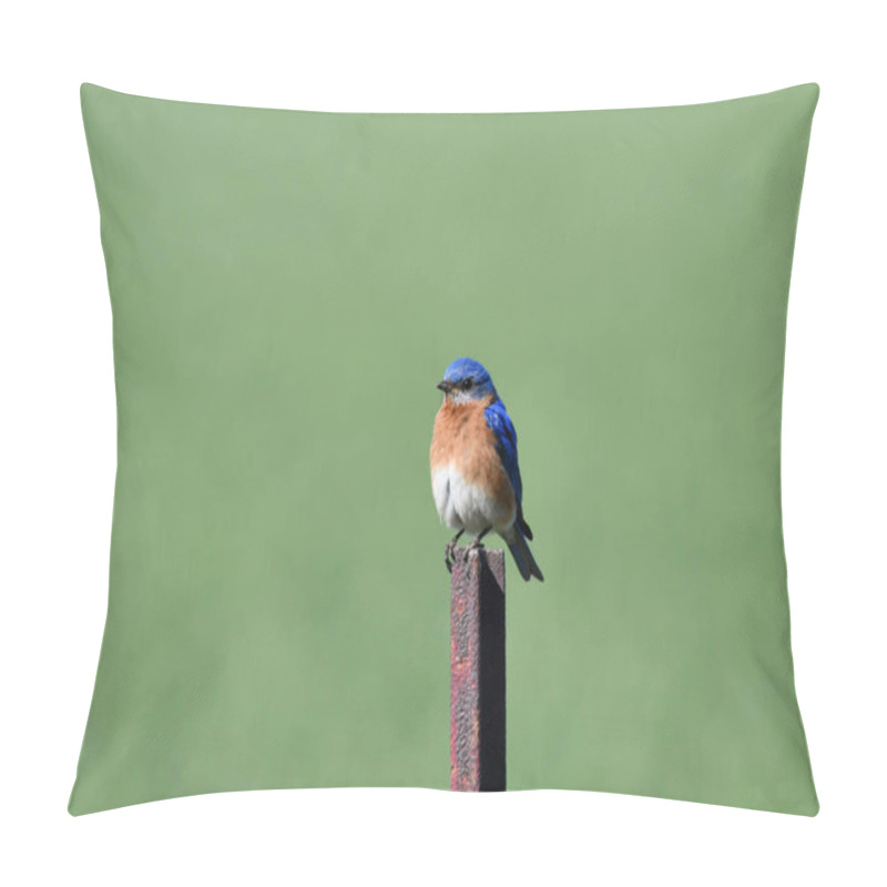 Personality  Male Eastern Bluebird Sits Perched On A Fence Post Pillow Covers