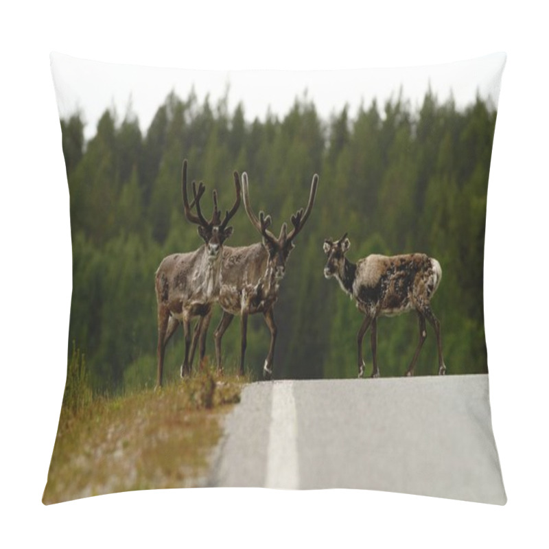 Personality  Two Reindeer Males And Female (Rangifer Tarandus) In Tundra In Dovrefjell National Park, Noway, Mammal With Big Antlers On Road, Green Vegetation And Trees In Background, Wildlife Scene Pillow Covers