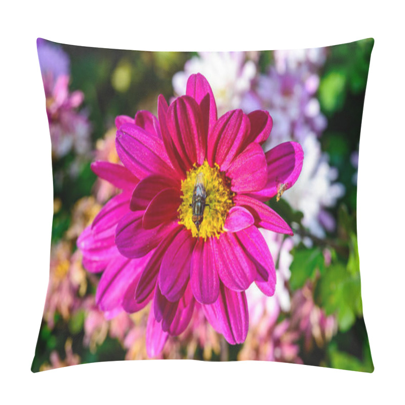 Personality  Flower Fly Hoverfly Collects Nectar On Autumn Flowers Chrysanthemum In The Garden Pillow Covers