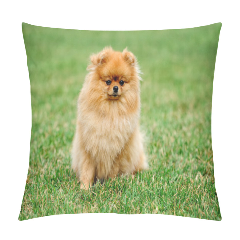 Personality  Brown Pomeranian Dog Pillow Covers