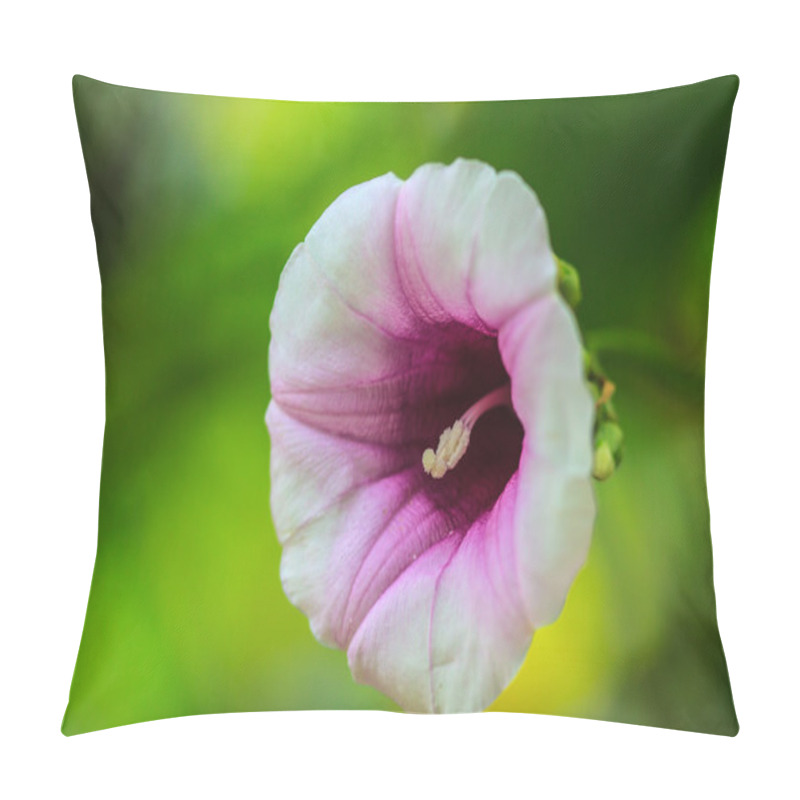 Personality  Morning Glory Flowers Pillow Covers