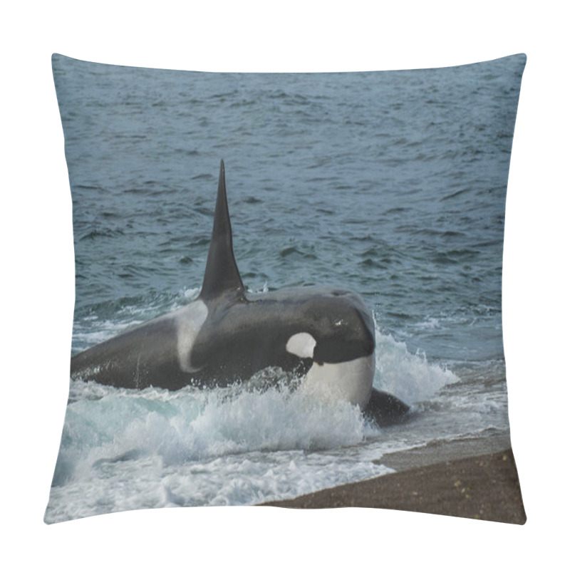 Personality  Killer Whale Or Orca Lying On Sandy Beach In Water, Peninsula Valdes, Patagonia, Argentina Pillow Covers