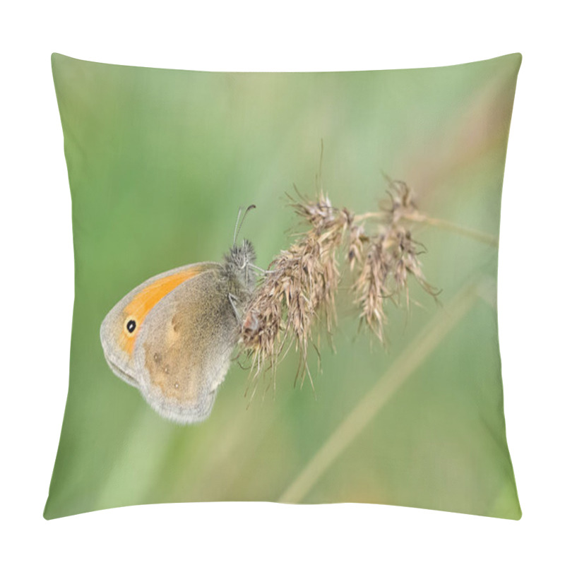 Personality  Photos Of Butterflies Feeding On Flowers Pillow Covers