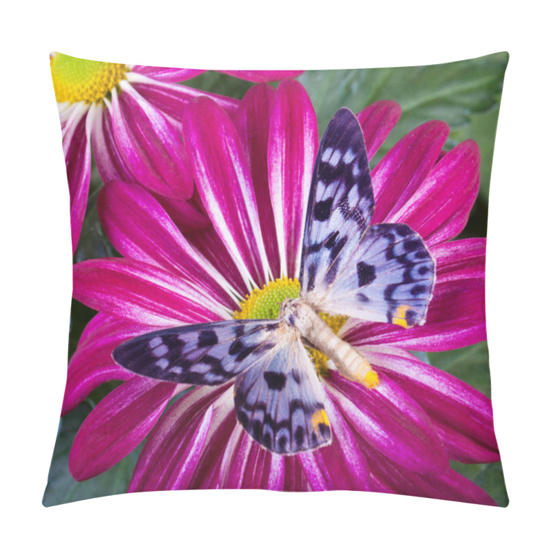 Personality  Dysphania Transducta Butterfly Pillow Covers