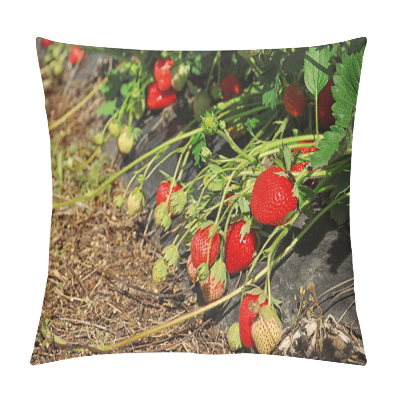 Personality  Bushes With Ripe Strawberries In Garden On Sunny Day Pillow Covers