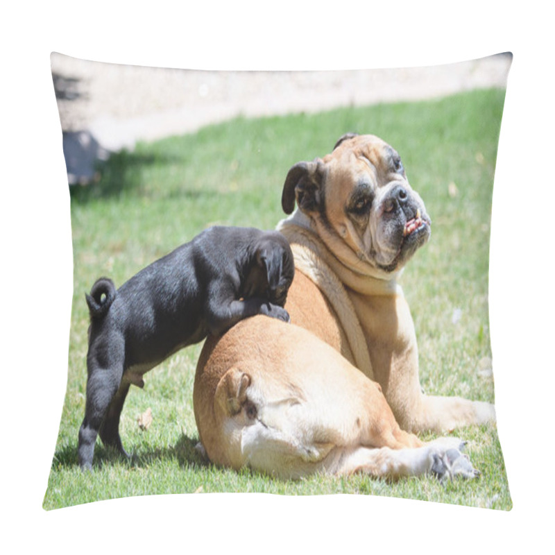 Personality  Small Pug Puppy Climbing On A Bulldog In The Grass Pillow Covers