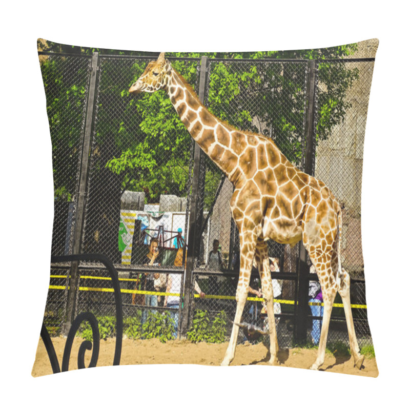 Personality  Giraffe Samson Galetovic Leningradov In Moscow Zoo Pillow Covers