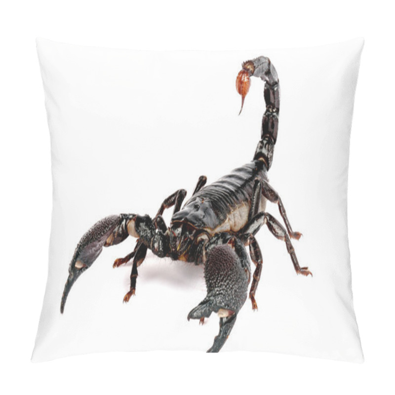 Personality  Emporer Scorpion Pillow Covers