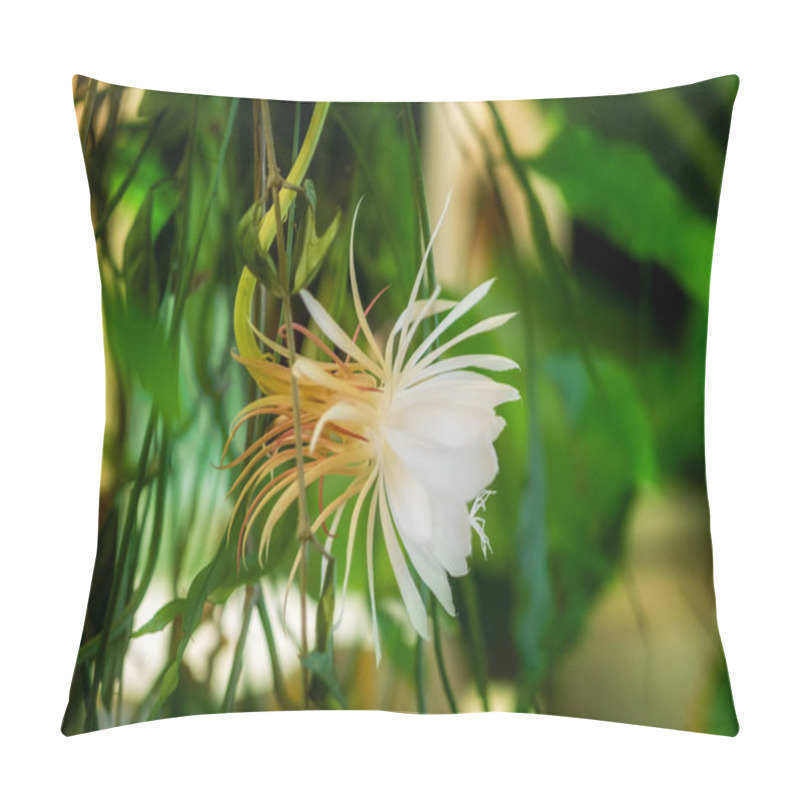 Personality  A White Blossom Of The Queen Of The Night (Epiphyllum Oxypetalum Pillow Covers