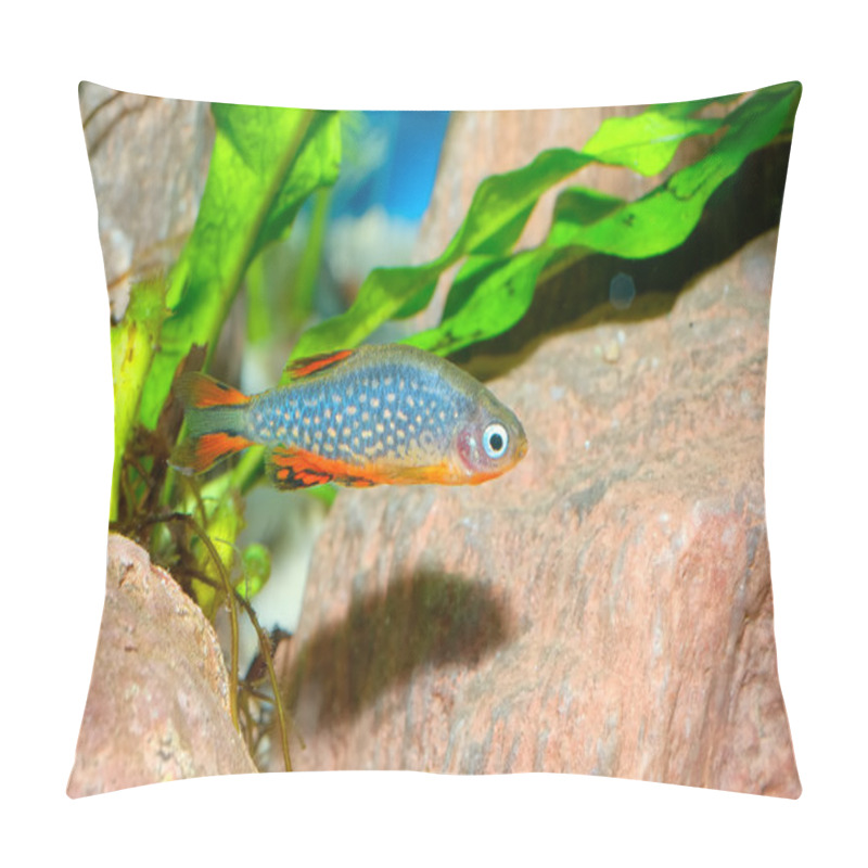 Personality  Galaxy Fish Pillow Covers